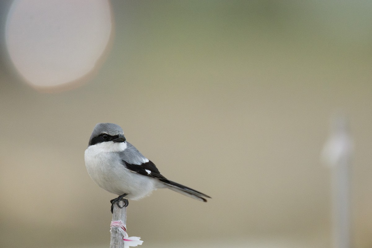 Pie-grièche migratrice - ML637155867