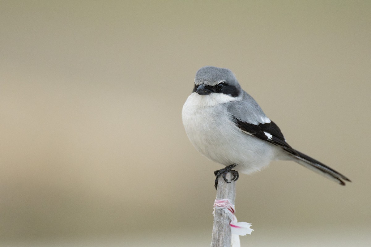 Pie-grièche migratrice - ML637155869
