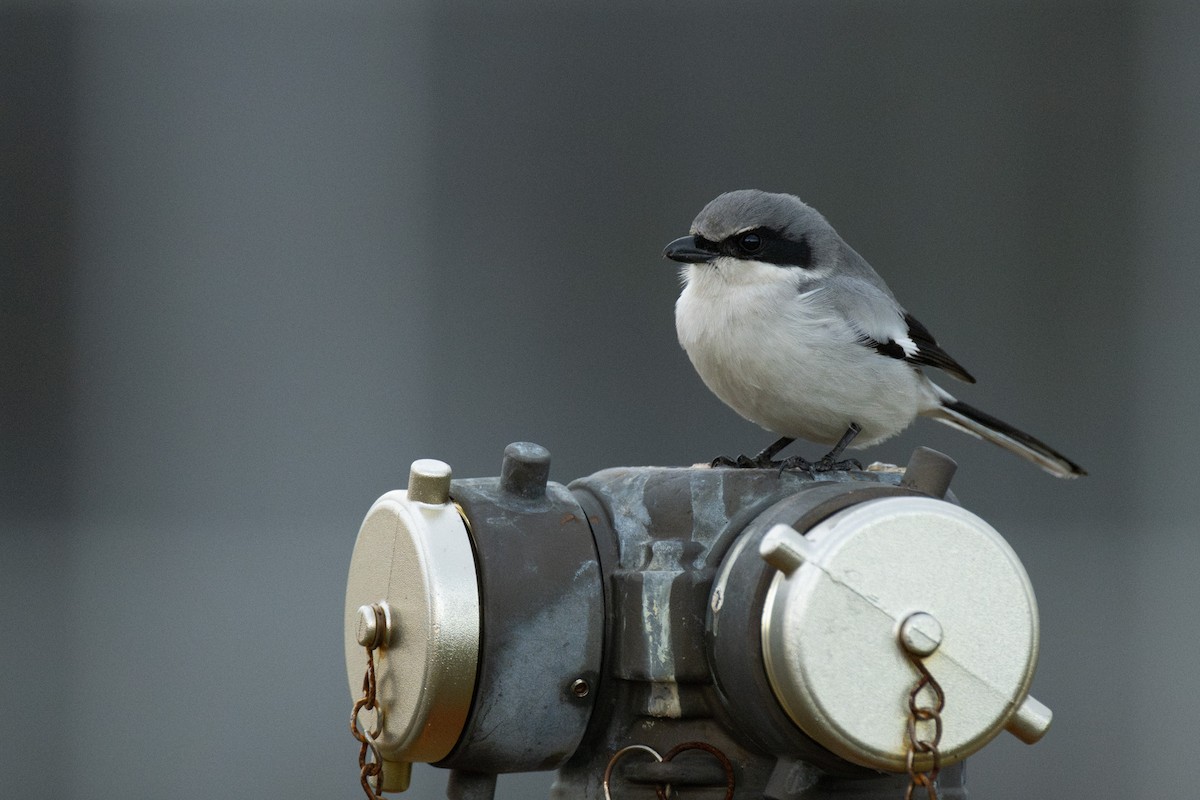 Pie-grièche migratrice - ML637155870