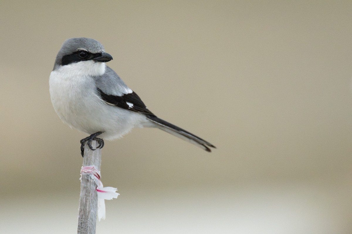 Pie-grièche migratrice - ML637155871
