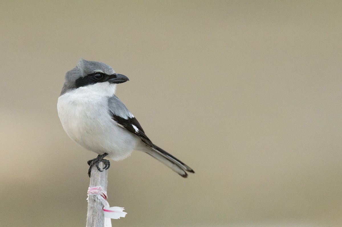 Pie-grièche migratrice - ML637155873