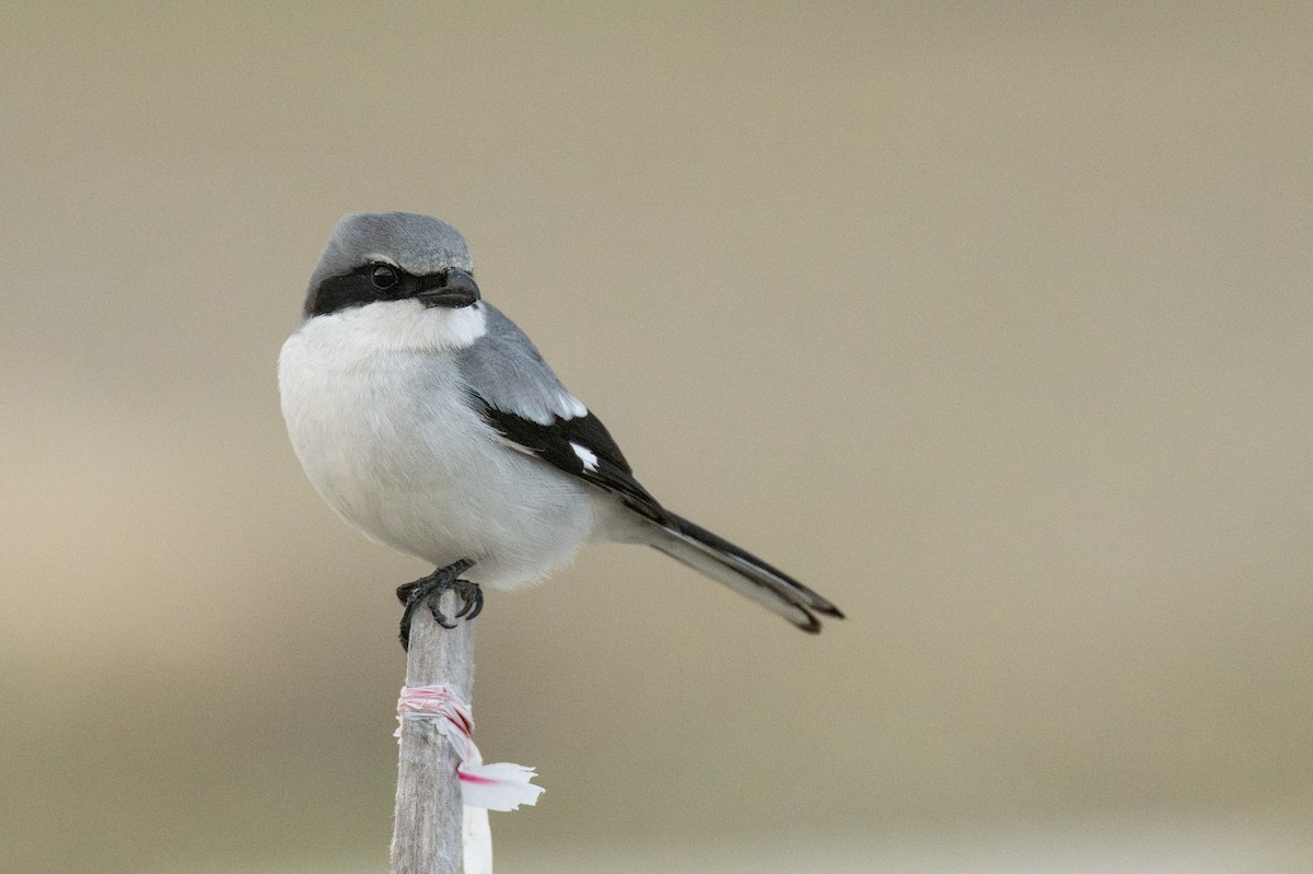 Pie-grièche migratrice - ML637155875