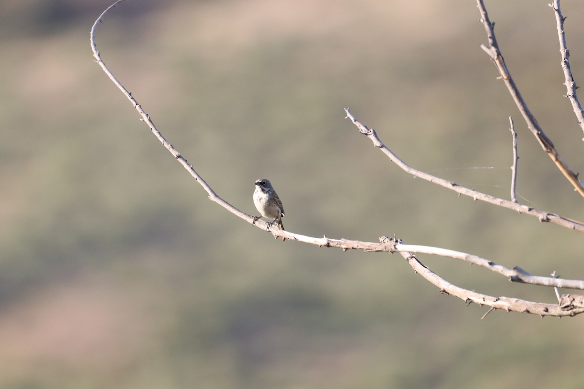 Bell's Sparrow - ML637155883