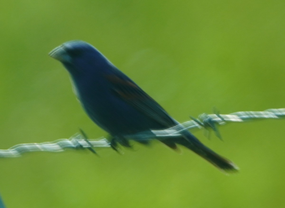 Indigo Bunting - ML637155888