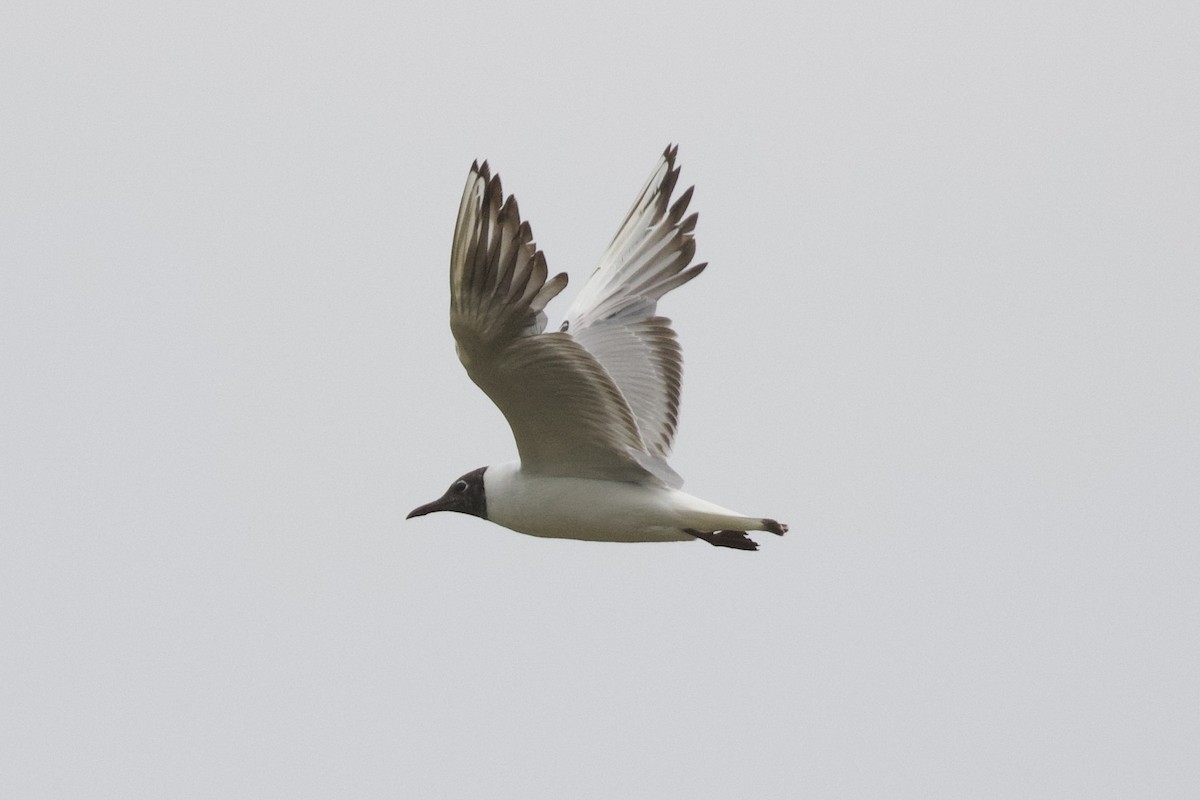 ユリカモメ - ML637155914