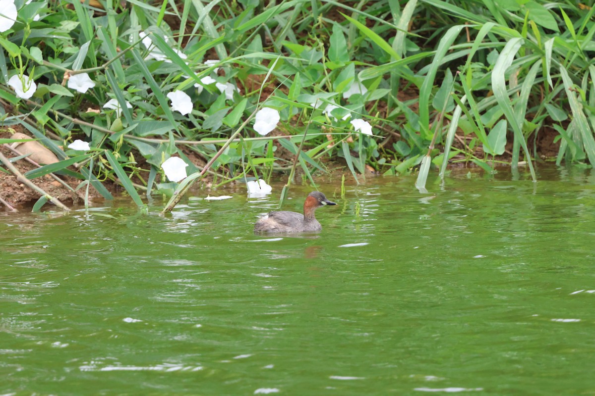 Txilinporta txikia - ML637155998