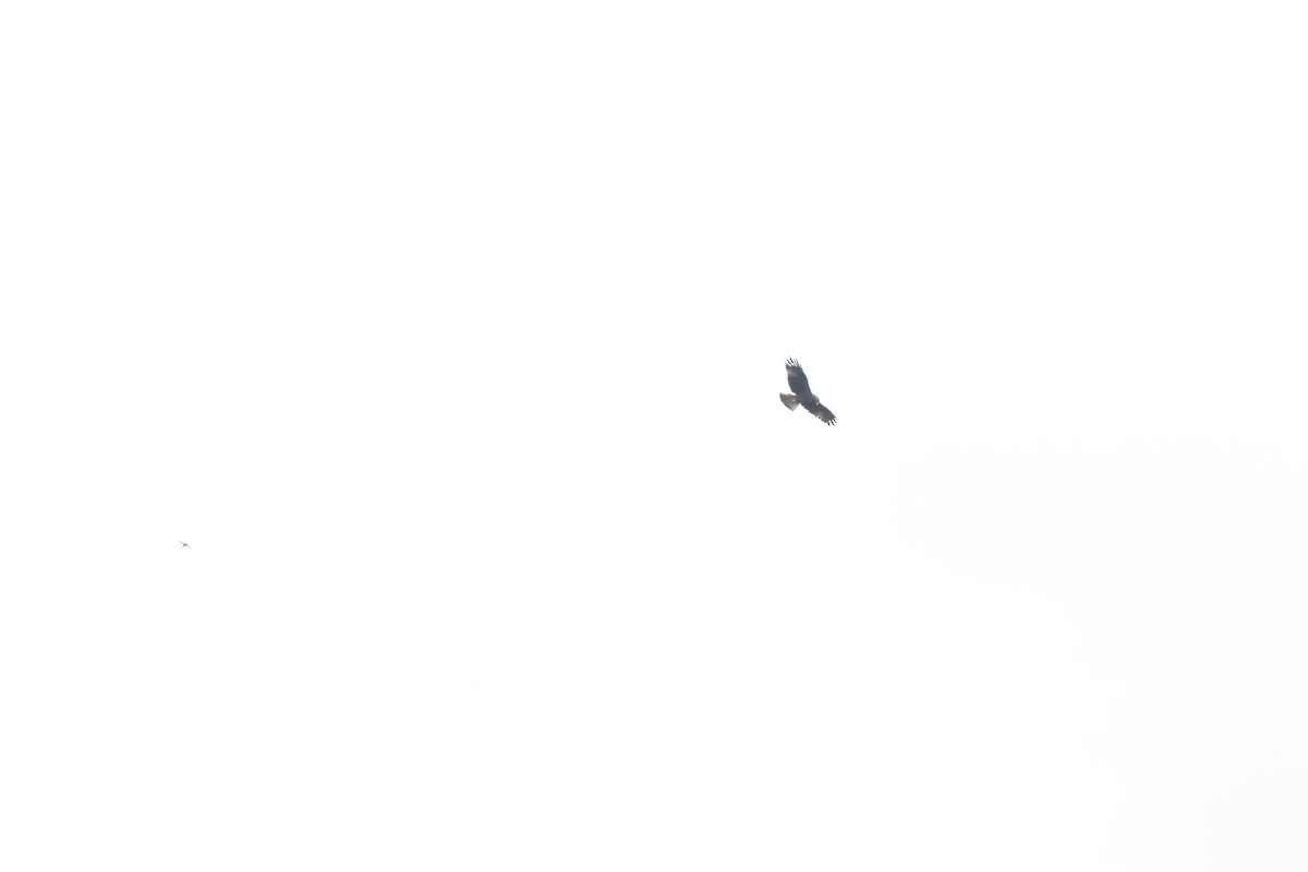 Arrano txikia - ML637156007