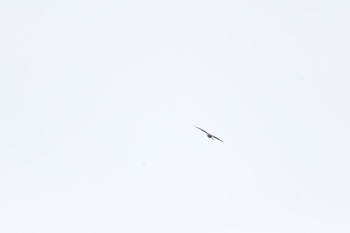 Arrano txikia - ML637156011