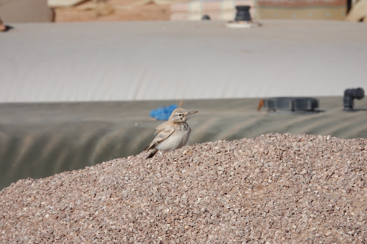 Greater Hoopoe-Lark - ML637156012