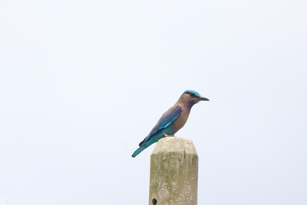 Indochinese Roller - ML637156014