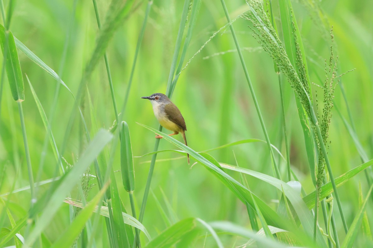 Yellow-bellied Prinia - ML637156015