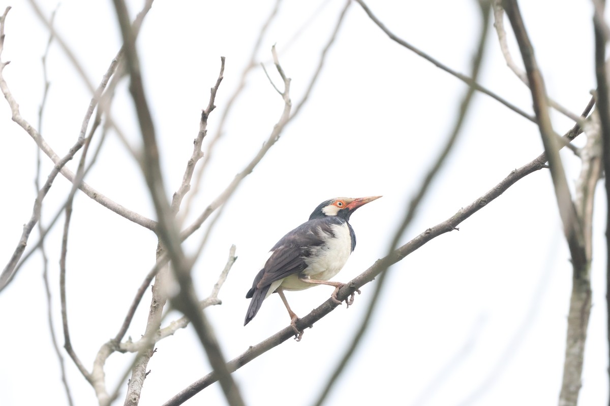 Siamese Pied Starling - ML637156016