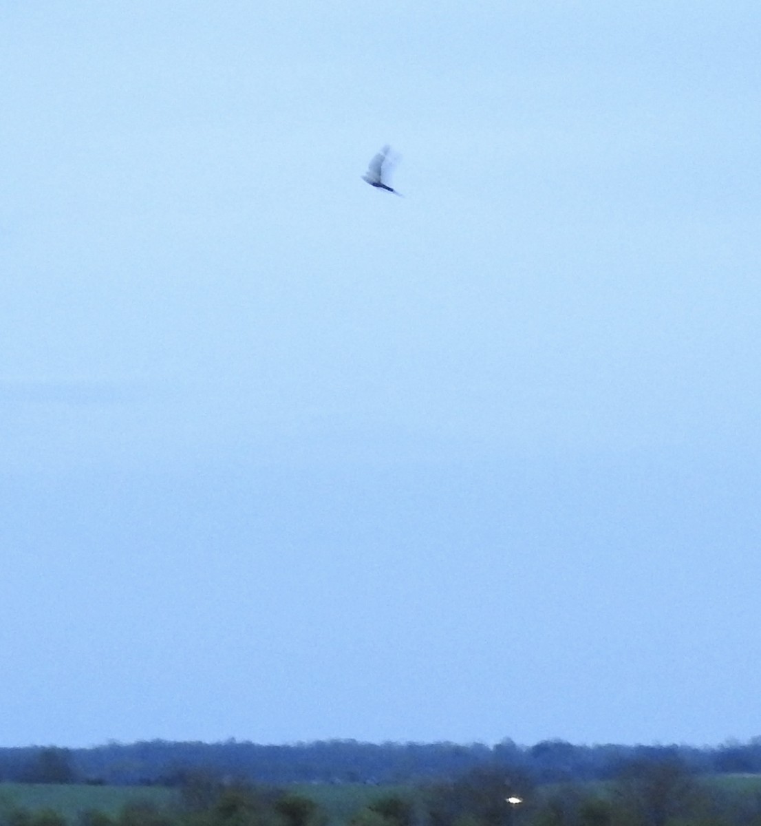 Lesser Nighthawk - ML637156031