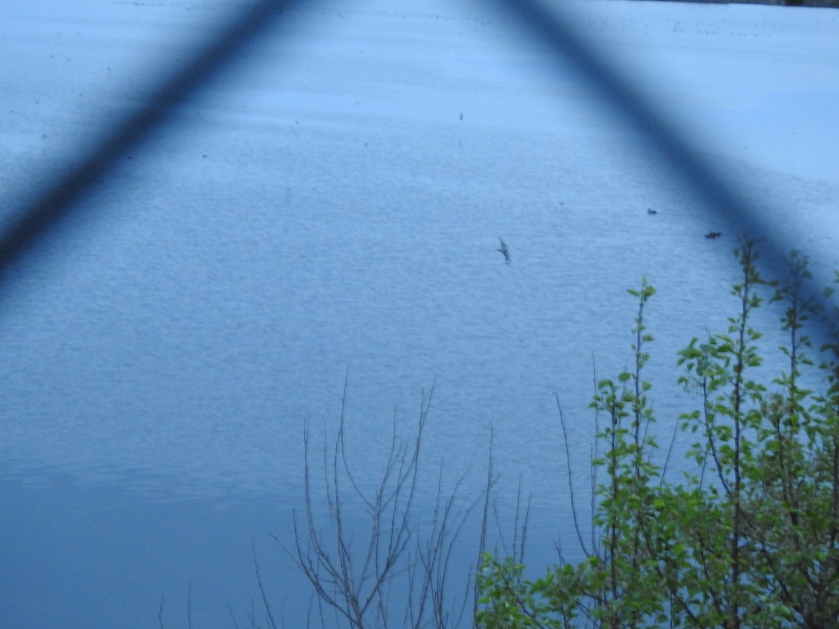 Lesser Nighthawk - ML637156032