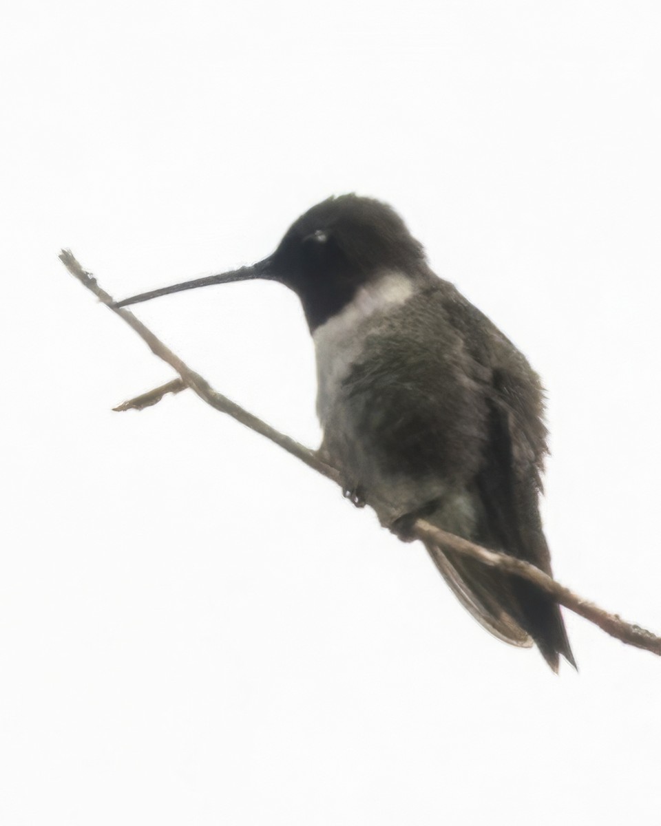 Black-chinned Hummingbird - ML637156059