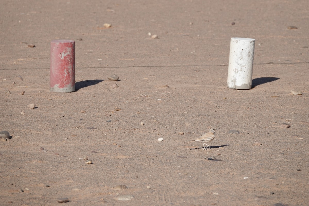 Greater Hoopoe-Lark - ML637156069