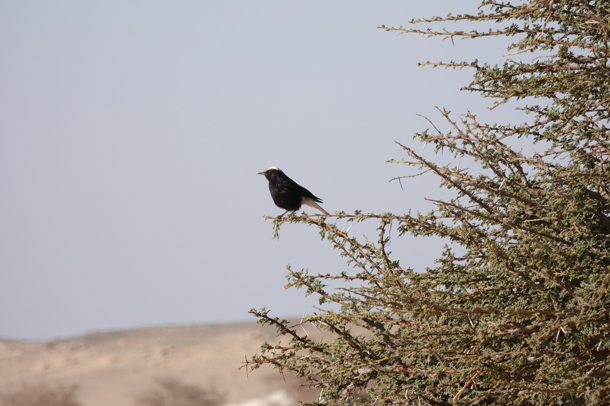 White-crowned Wheatear - ML637156216
