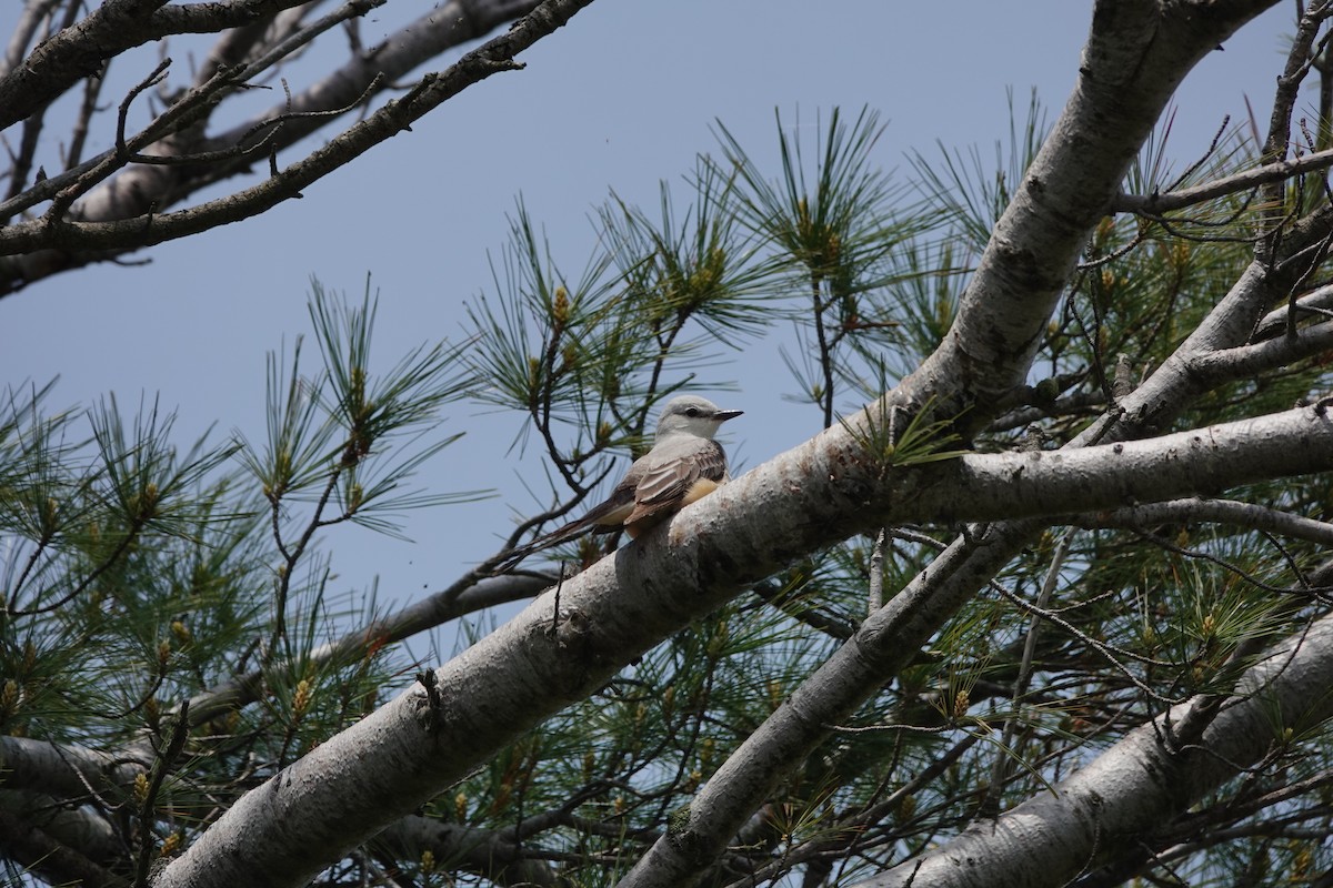 Scissor-tailed Flycatcher - ML637156311