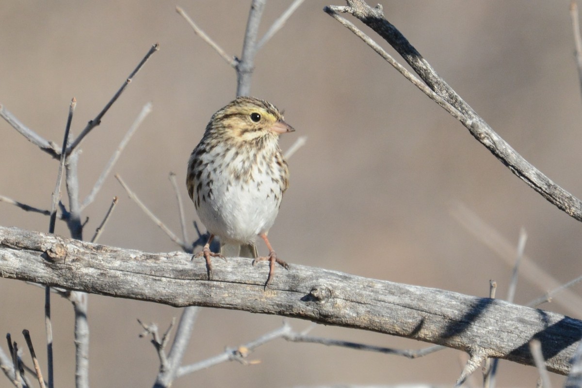 Savannah Sparrow - ML637156342