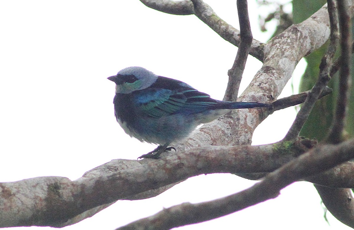 Masked Tanager - ML637156363