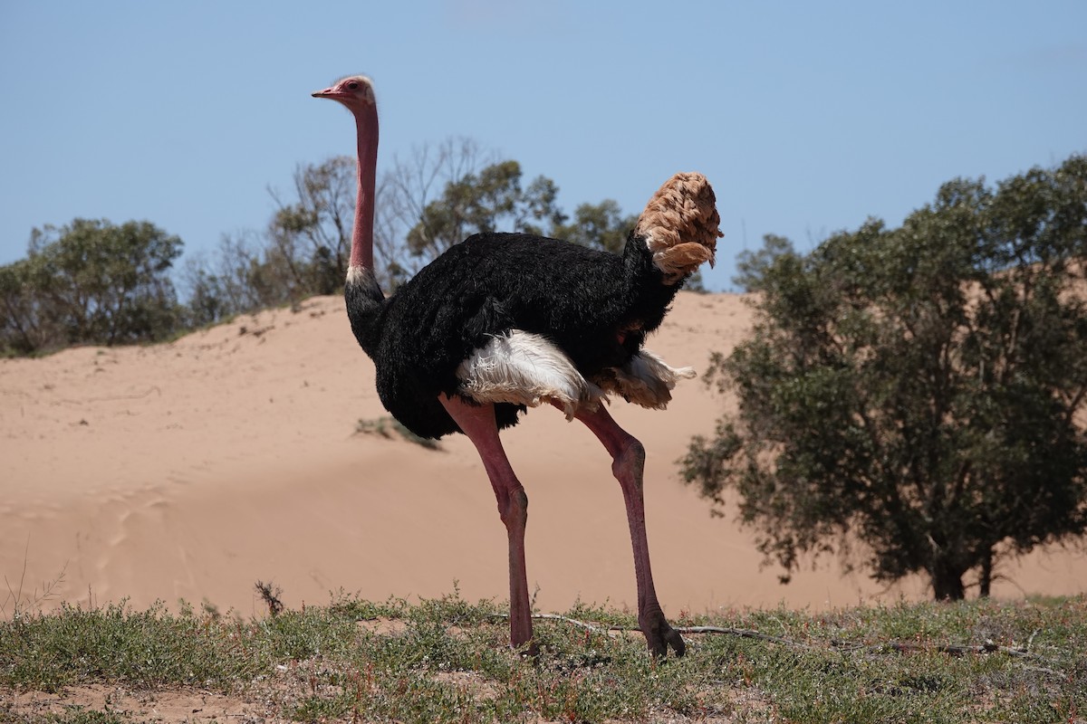 Common Ostrich - ML637156367