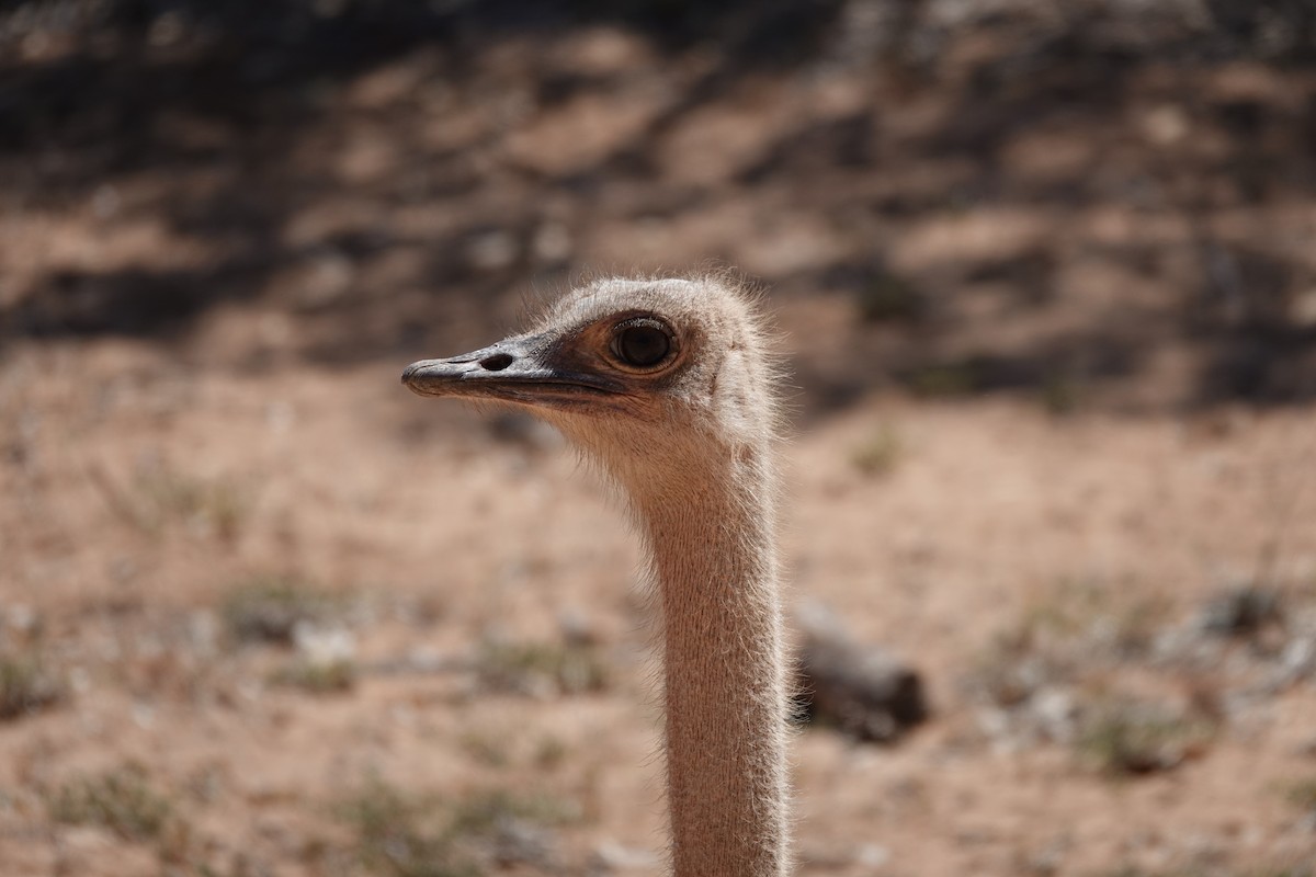 Common Ostrich - ML637156368