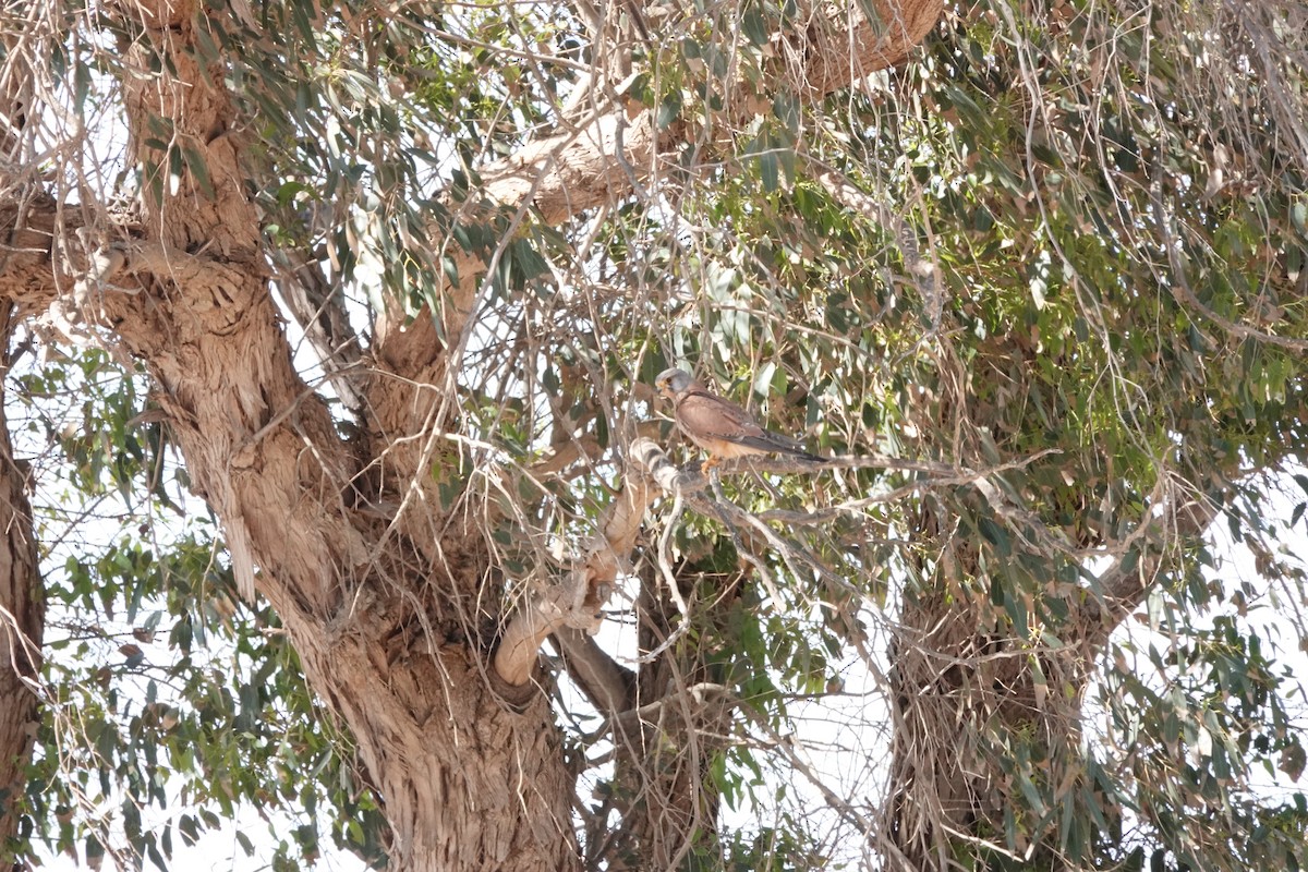 Lesser Kestrel - ML637156416