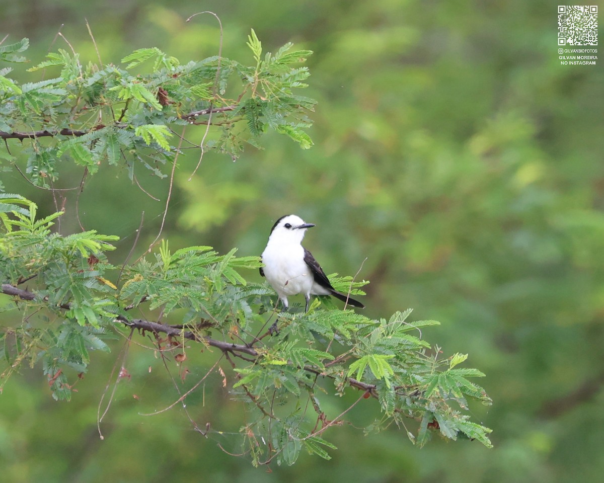Black-backed Water-Tyrant - ML637156477