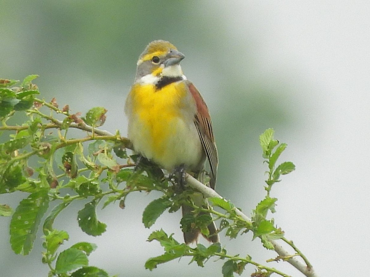 Dickcissel - ML637156521