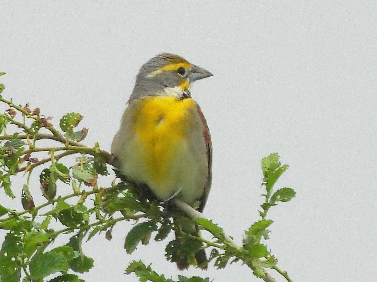 Dickcissel - ML637156528