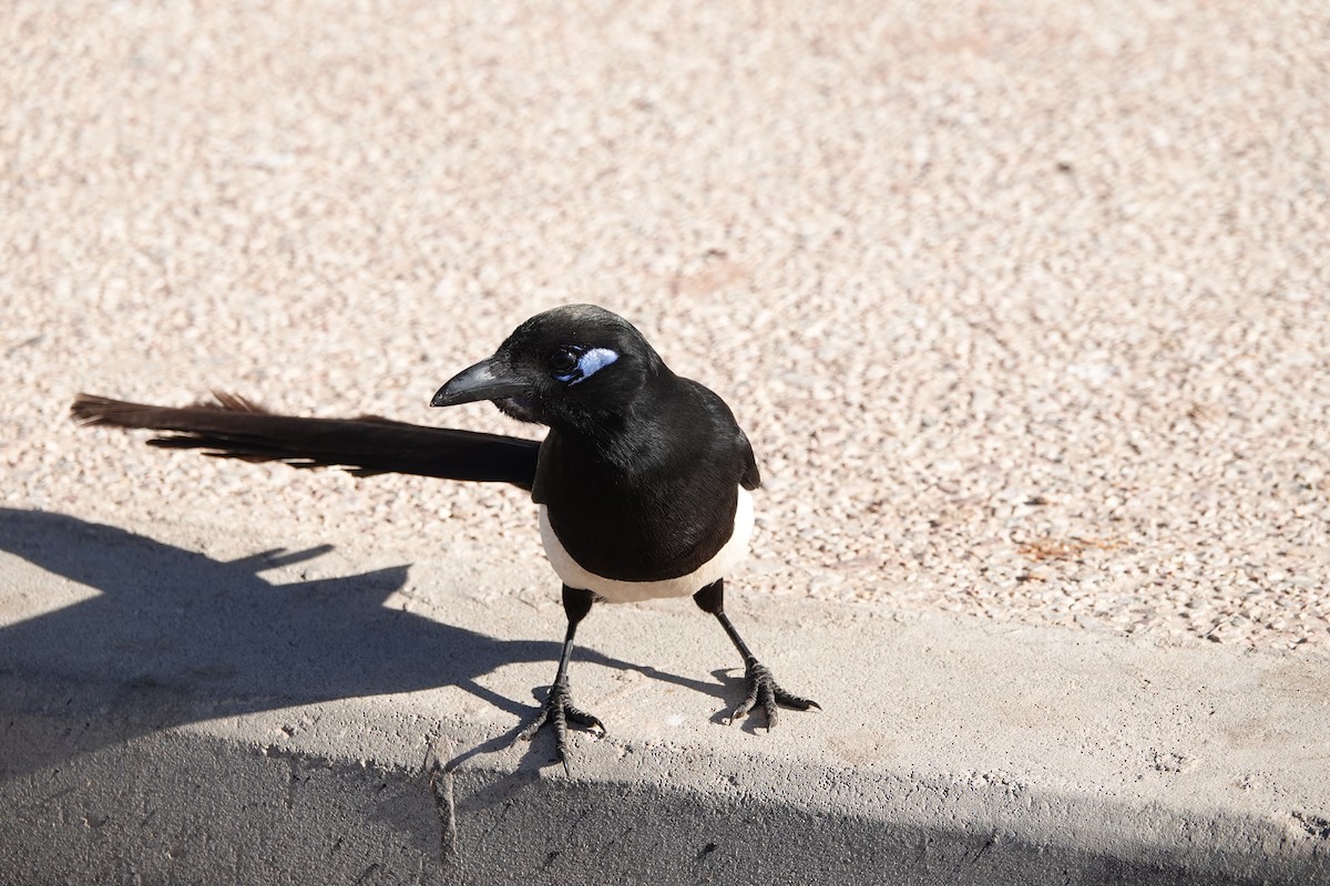 Maghreb Magpie - ML637156538