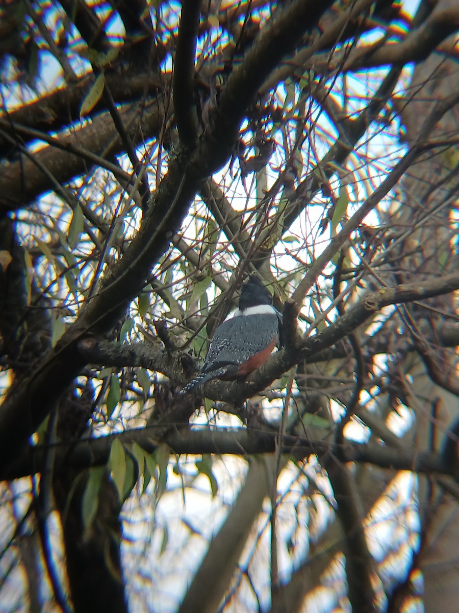 Ringed Kingfisher - ML637156596