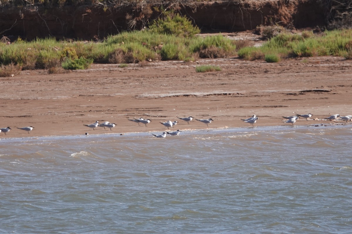 Gull-billed Tern - Gonçalo__ Almeida