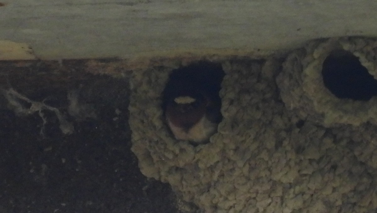 Cliff Swallow - ML637156626