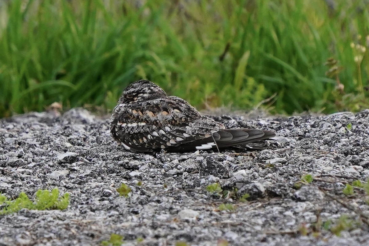 Lesser Nighthawk - ML637156667
