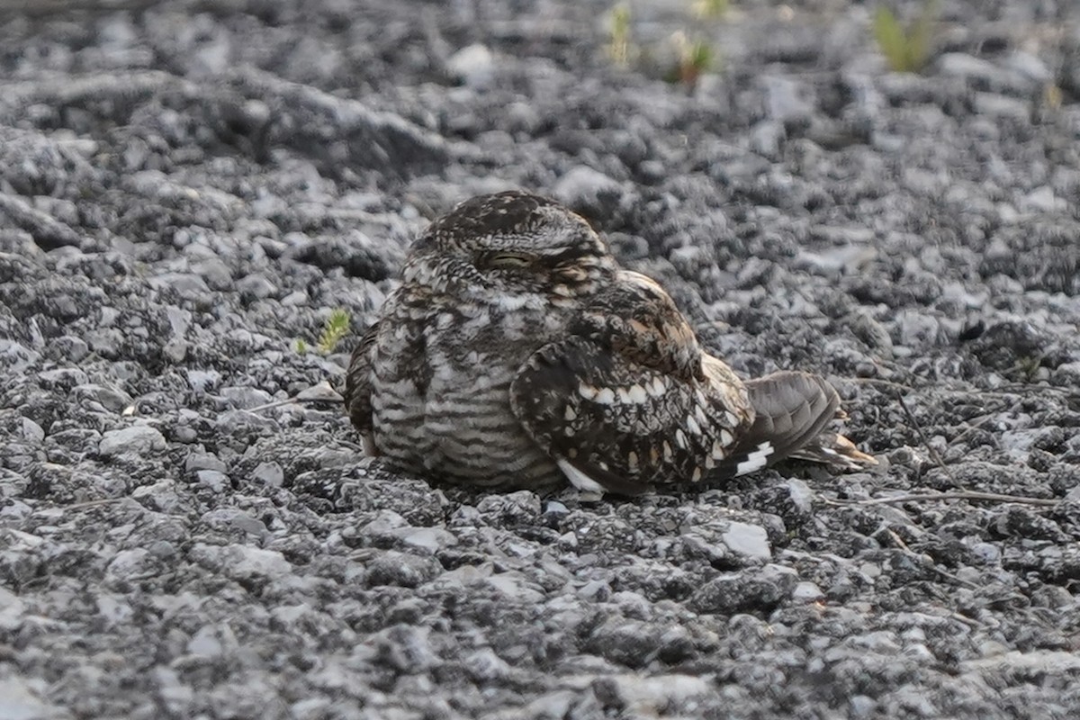 Lesser Nighthawk - ML637156668