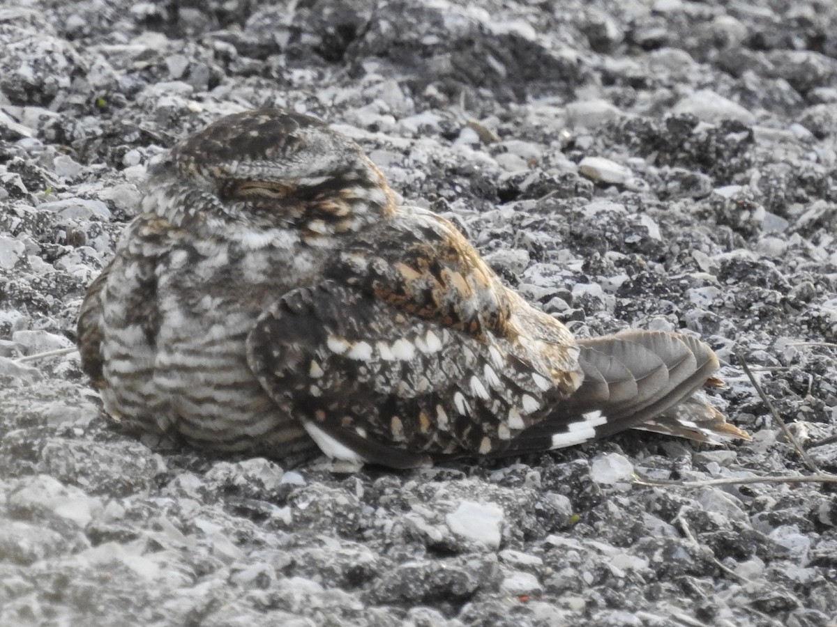 Lesser Nighthawk - ML637156669