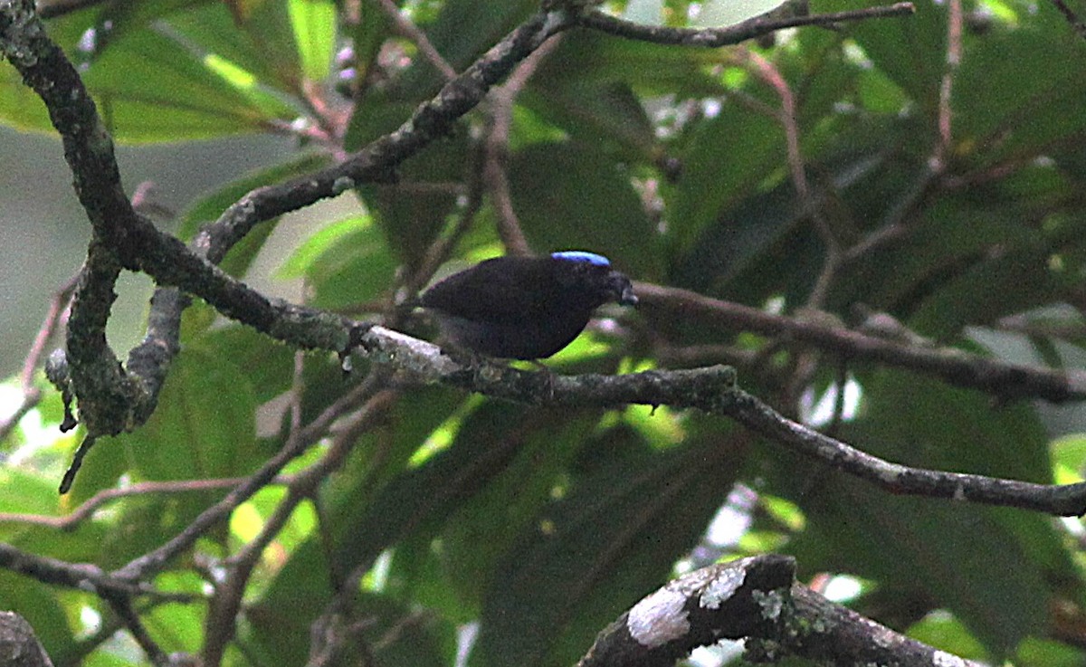 Mavi Tepeli Manakin - ML637156679