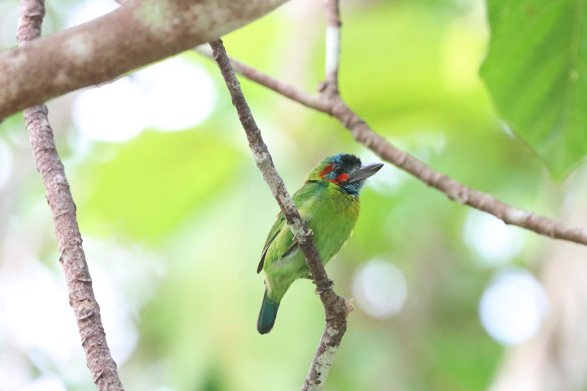 Blue-eared/Black-eared Barbet - ML637156681