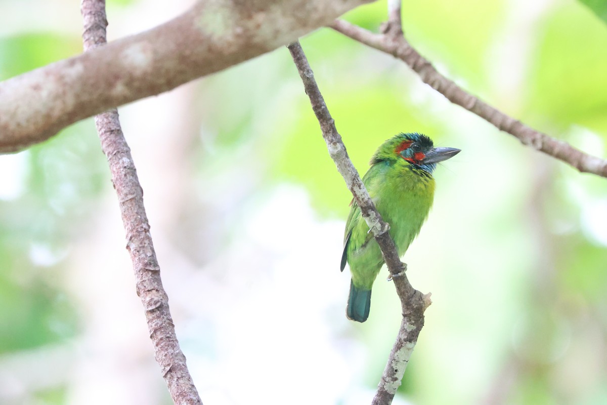 Blue-eared/Black-eared Barbet - ML637156690