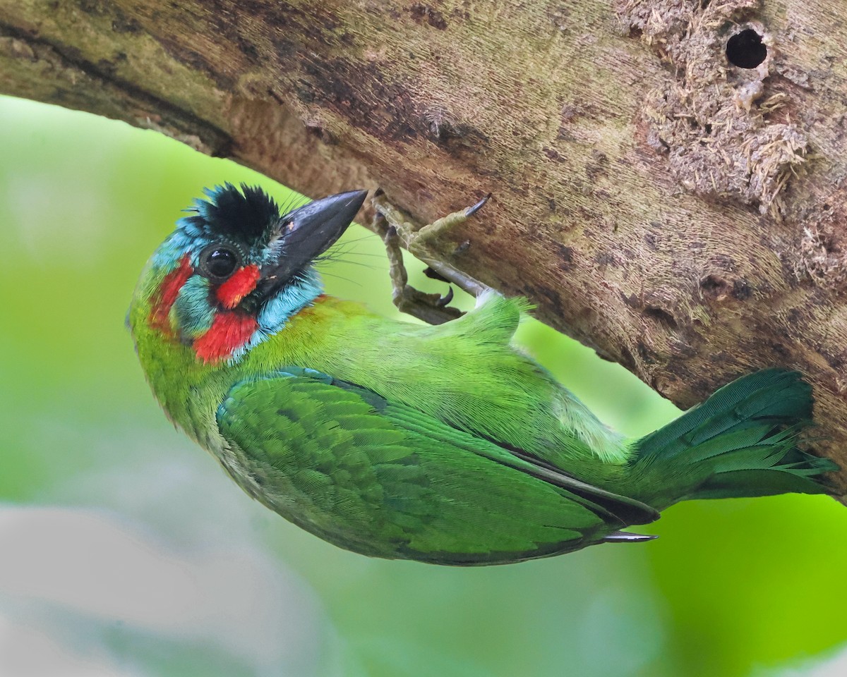 Blue-eared/Black-eared Barbet - ML637156700