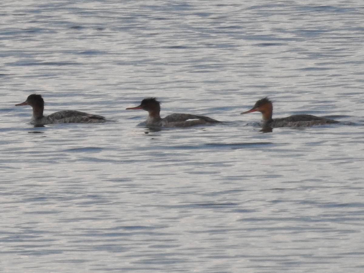Red-breasted Merganser - ML637156804