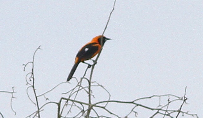Orange-backed Troupial - ML637156809