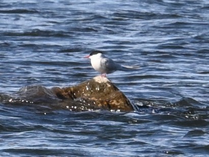 Arctic Tern - ML637156827