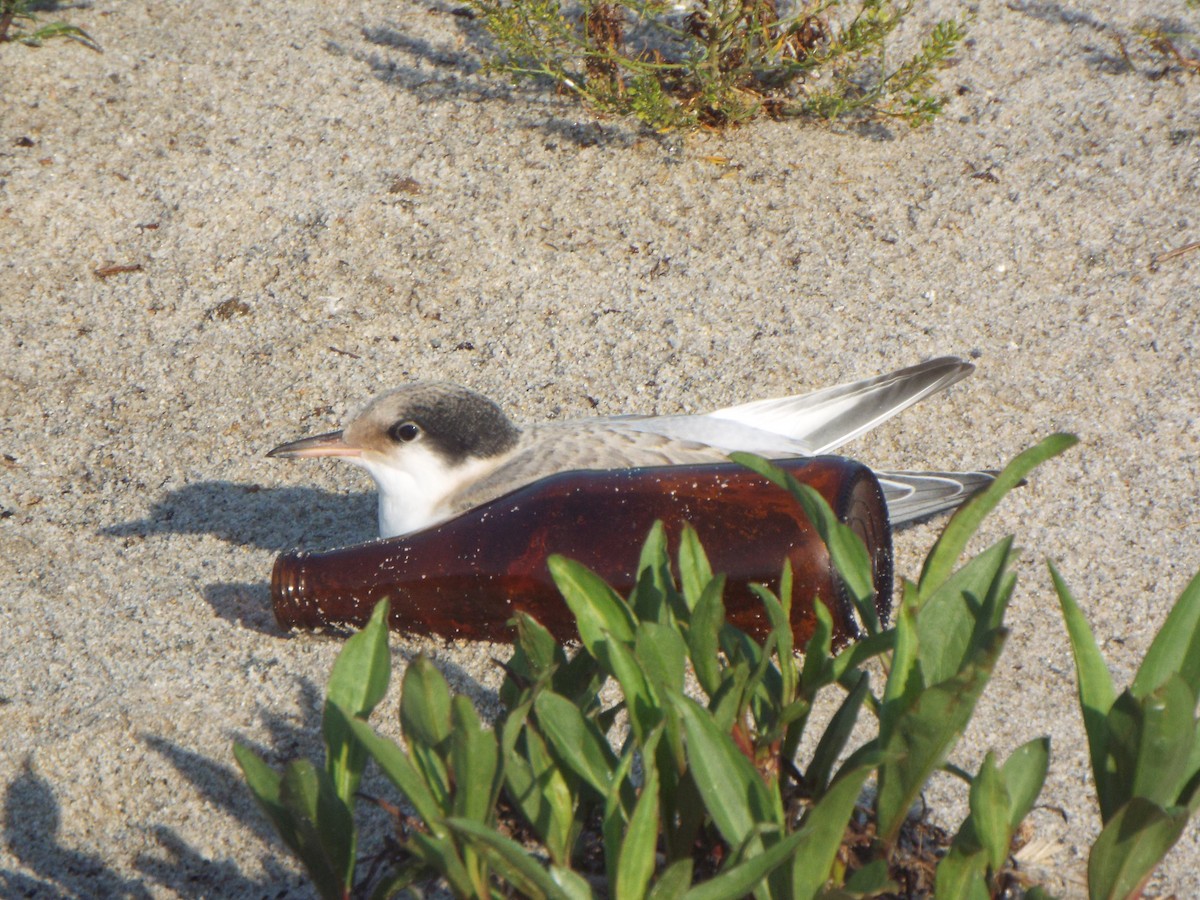 Sumru (hirundo/tibetana) - ML637156884