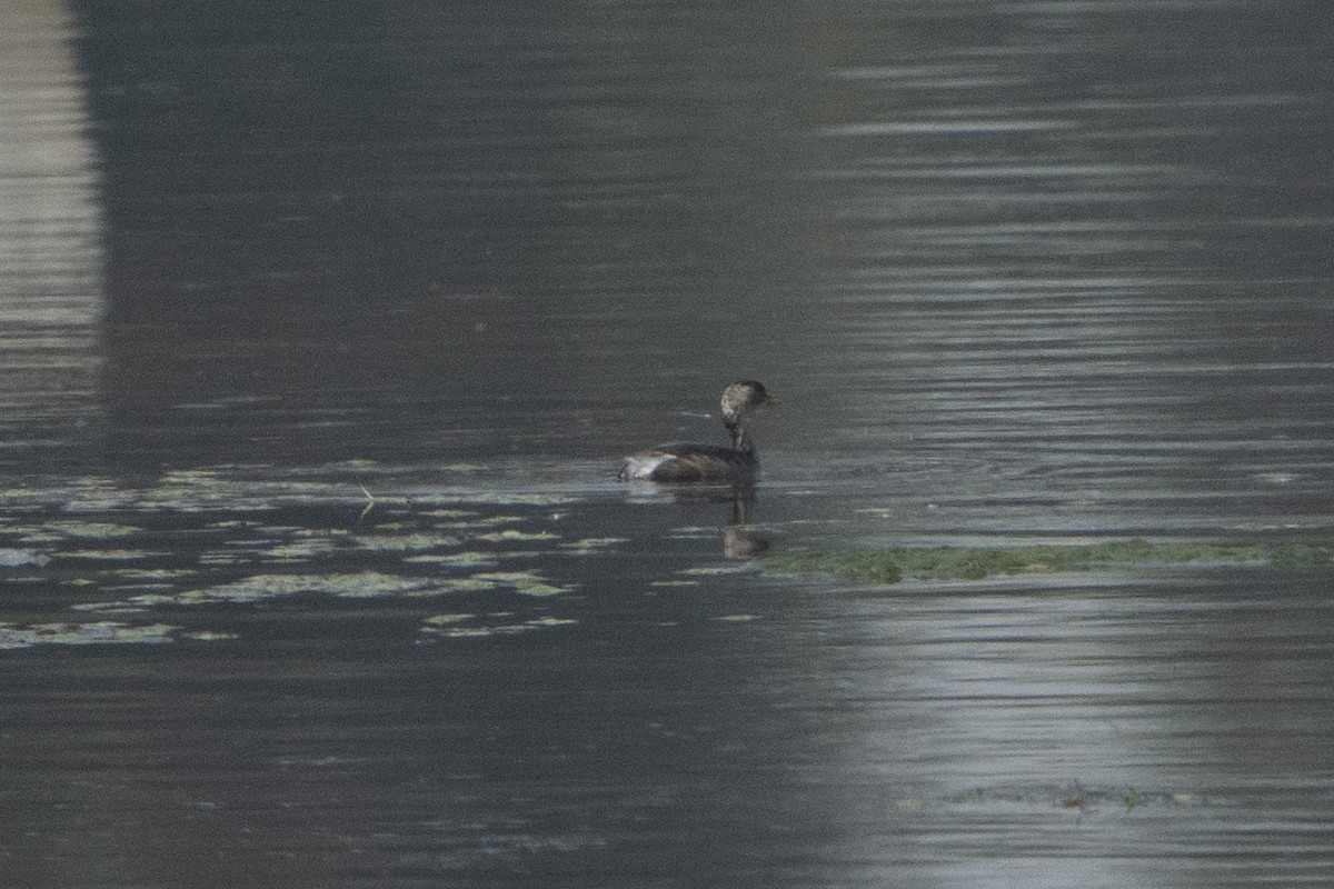 Little Grebe - ML637156911