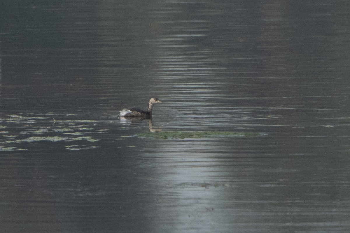 Little Grebe - ML637156913