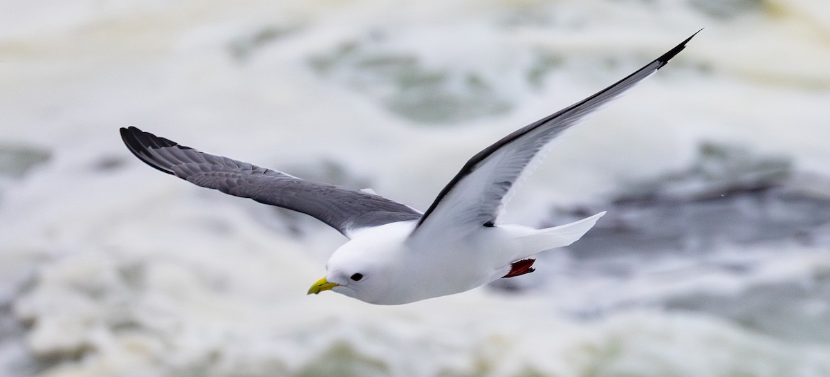 Red-legged Kittiwake - ML637156914