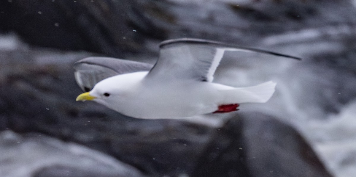 Red-legged Kittiwake - ML637156916