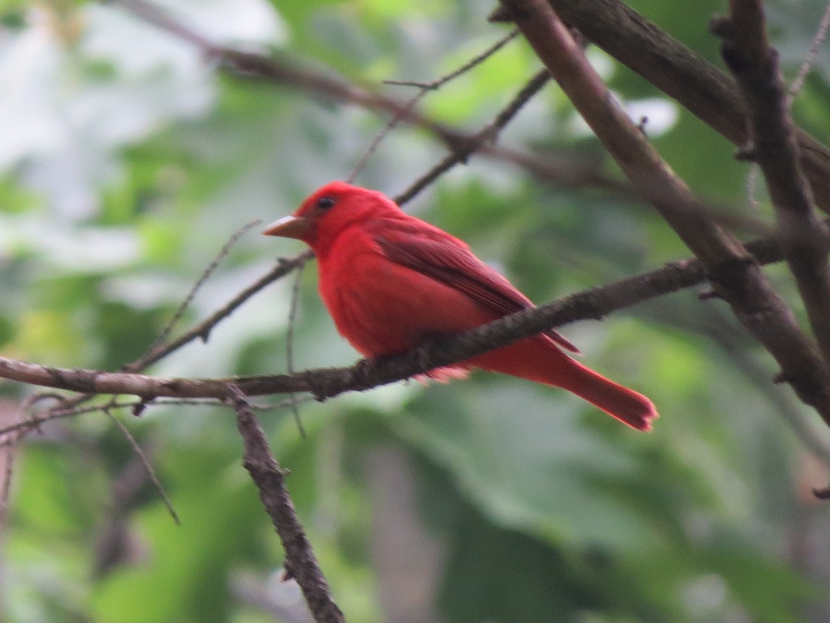 Summer Tanager - ML637156990